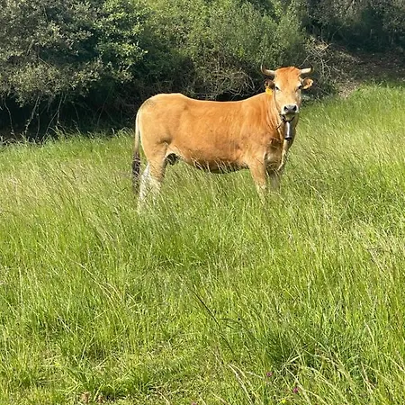 Casa Vacacional Escuela La Llera Tatil Evi