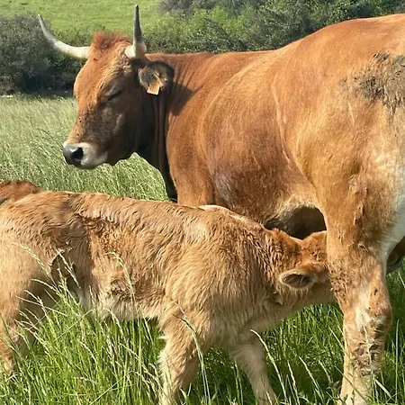 Дом отдыха Casa Vacacional Escuela La Llera